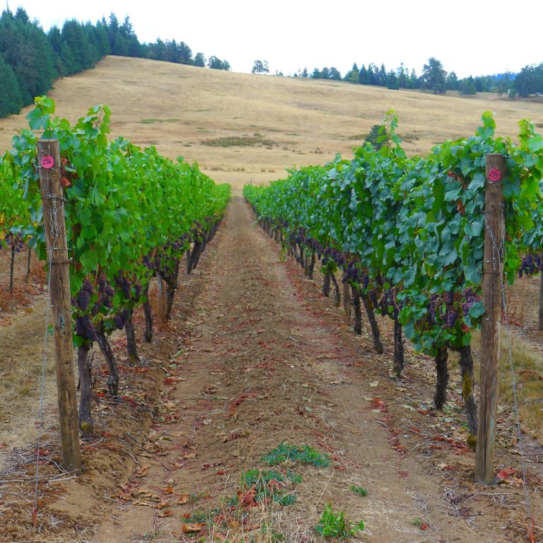 Iris Vineyards — Eugene