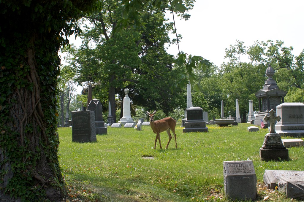 Forest Lawn Cemetery — Buffalo