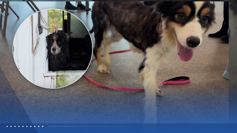 36 Rescued Dogs From Palm City Home To Be Adopted Starting Sept 1