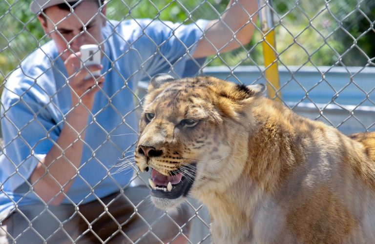 Sierra Safari Zoo — Reno