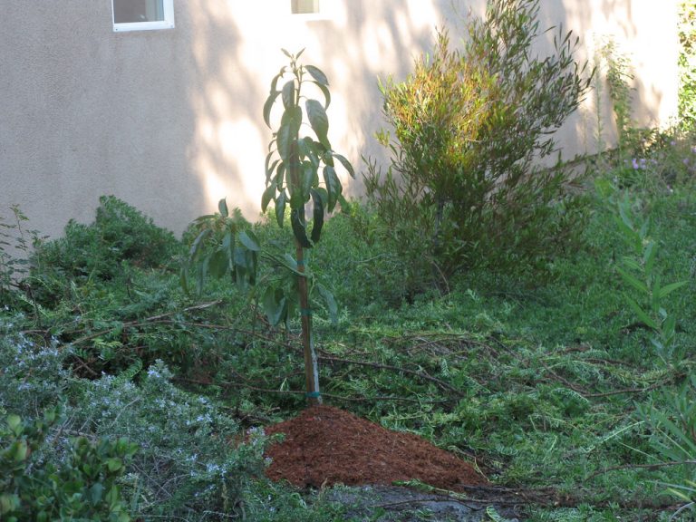 San Diego Foundation Awards $800,000+ to Bring Trees, Gardens, and Green Spaces to Local Neighborhoods