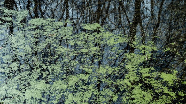 Radnor Lake State Park — Nashville