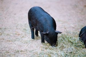 Beardsley Zoo Brings Fairy-Tale Magic to Bridgeport with 'Fairy Tails Day'