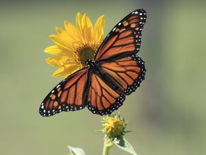 The Monarch — Wichita