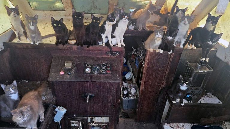 60 Cats Rescued From Abandoned Sailboat