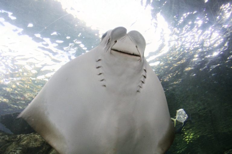 Long Beach Aquarium Steps Up, Giving a New Home to 500+ Animals Rescued from Wildlife Traffickers