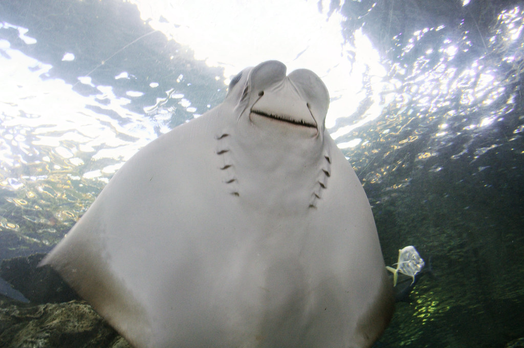 Long Beach Aquarium Steps Up, Giving a New Home to 500+ Animals Rescued from Wildlife Traffickers