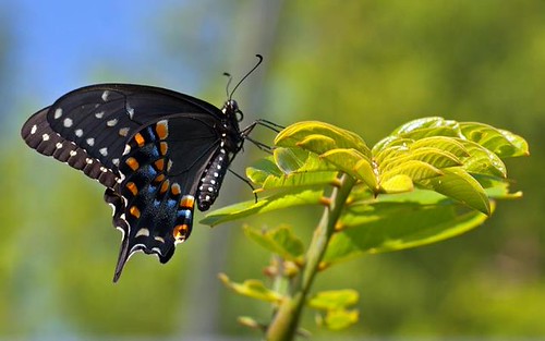 Norfolk Botanical Garden — Norfolk