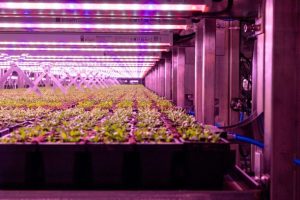 80 Acres Farms Closes San Antonio Facility