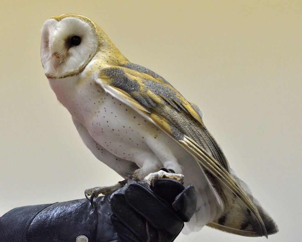 World Bird Sanctuary — St Louis