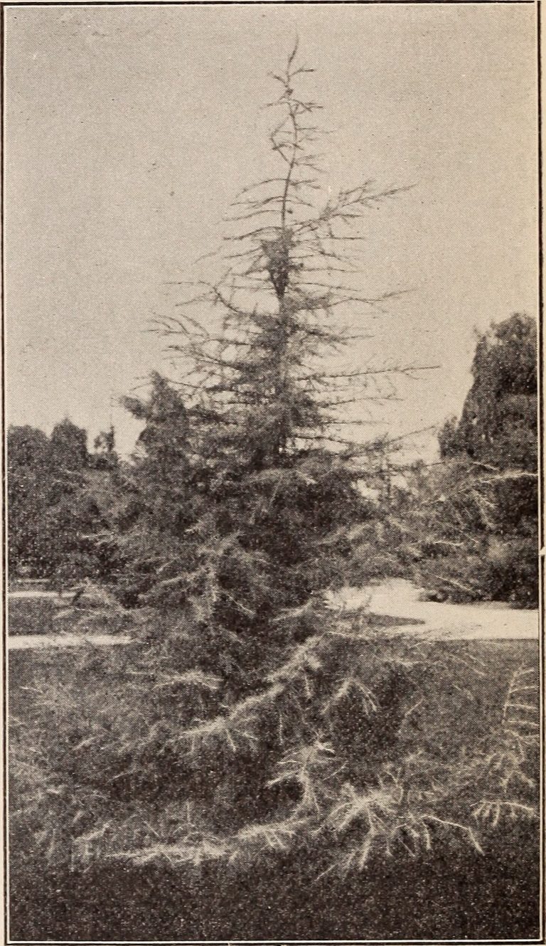 Evergreen Cemetery — East Los Angeles