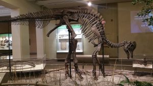Carnegie Museum of Natural History — Pittsburg