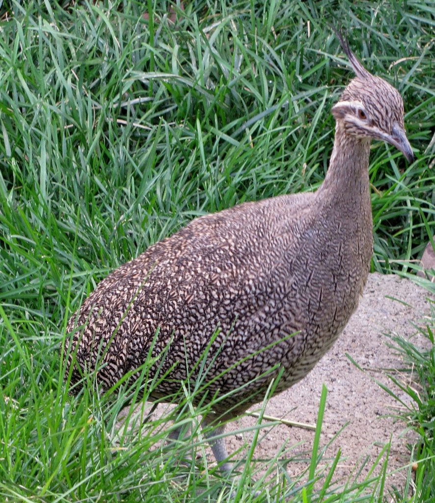 Tracy Aviary — Salt Lake City