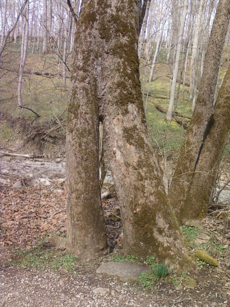 Cincinnati Nature Center – Rowe Woods — Cincinnati