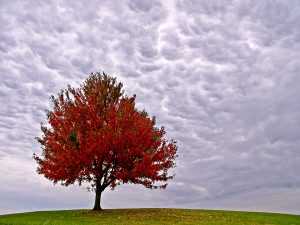 Masterson Station Park — Lexington