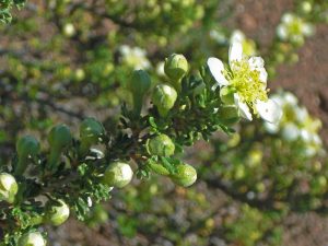 Red Butte Garden — Salt Lake City