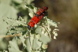 Rio Grande Valley State Park — Albuquerque