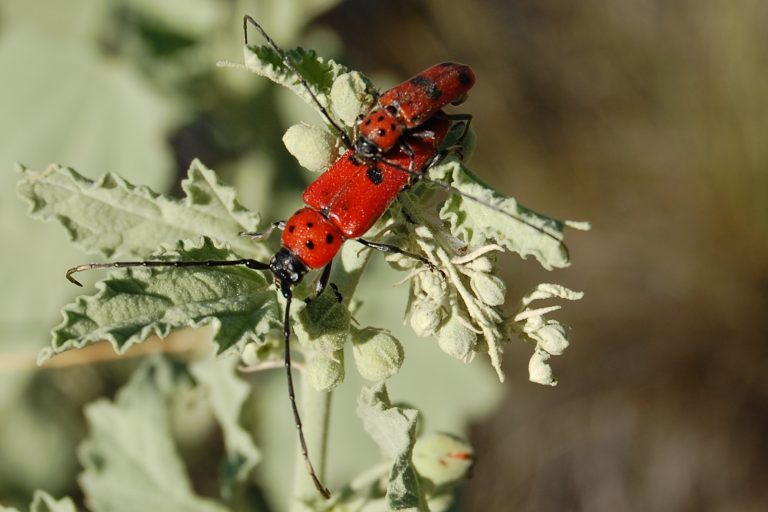 Rio Grande Valley State Park — Albuquerque