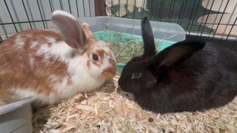 Abandoned Rabbits Rescued In Hillsborough County