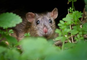 Ada County Commissioners Call Public Meeting To Address Growing Rat Issue