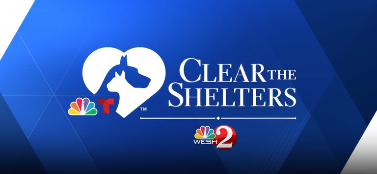 Adopt A Pet From Pet Alliance Shelters In Sanford And Orlando