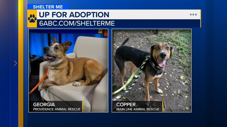Adoptable Pets Copper And Georgia