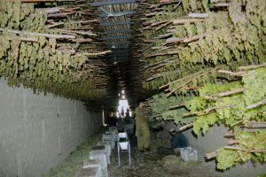 Afghan Grape Growers Turn To Raisins As Border Closures Halt Fruit Exports