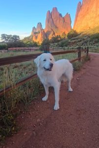 Albuquerque Animal Shelter Finds New Path For Great Pyrenees After Euthanasia Sc