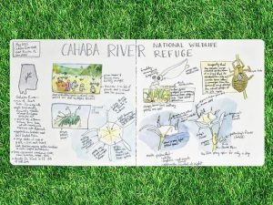 Aldridge Gardens Launches Free Nature Journaling Series For All Ages