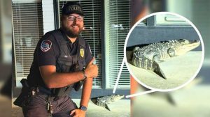 Alligator Safely Captured In Jeffersonville