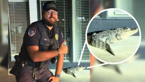 Alligator Safely Captured In Jeffersonville