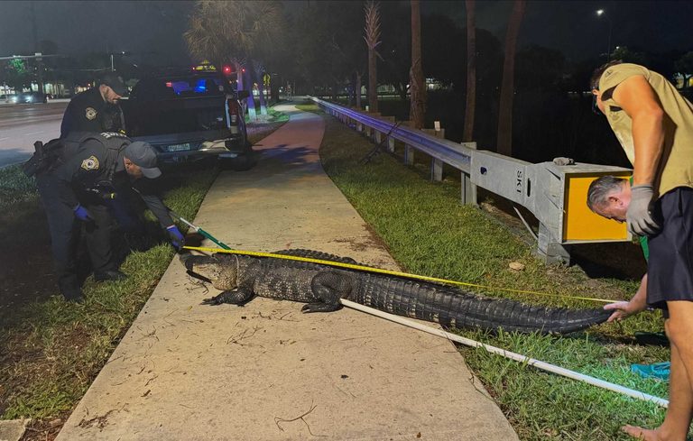 Alligator Spotted Near Coconut Creek High School