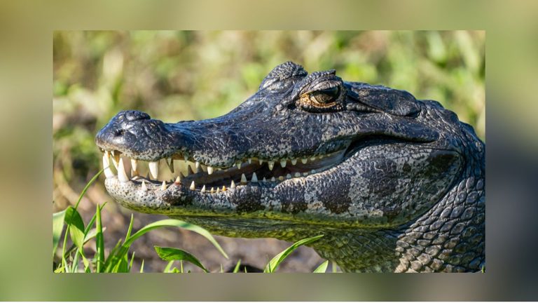 Alligators Top Texas Most Dangerous Animal List