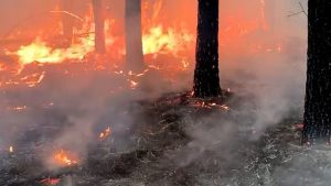 Arkansas Forestry Division Warns Of Moderate Wildfire Risk Across All 75 Countie