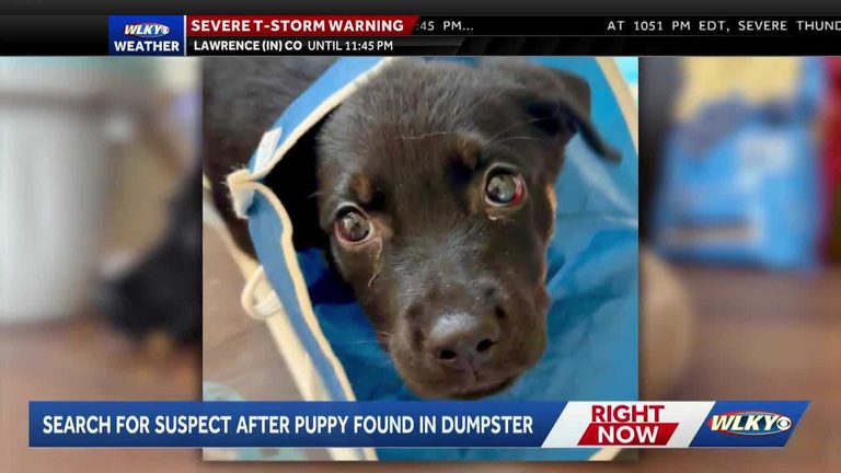 Arrow Fund Seeks Tips After Severely Injured Puppy Found In Louisville Recycling