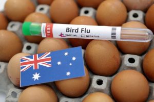 Australia Confirms H5 Bird Flu In Native Seabirds