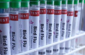 Australia To Vaccinate Native Birds Against Bird Flu