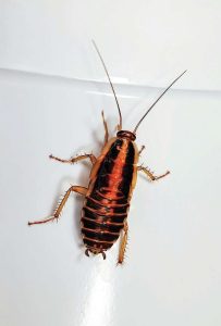 Australian Researchers Create Cyborg Cockroaches For Emergency Medical Aid