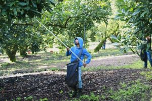 Avocado Exports Resume