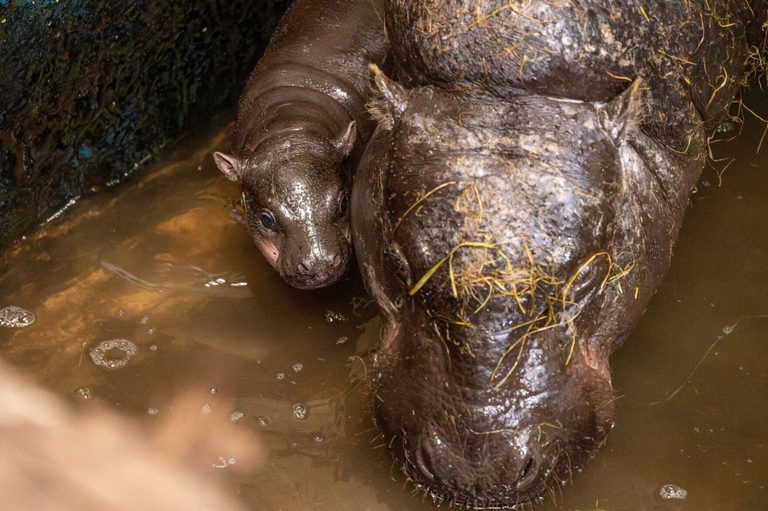 Baby Pygmy Hippo Piper Takes First Swim At Edinburgh Zoo Delighting Families