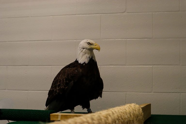 Bald Eagle Liberty Takes Flight At Fort Wayne Zoo S Australian Adventure