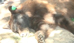 Bear Captured In Rio Rancho Neighborhood