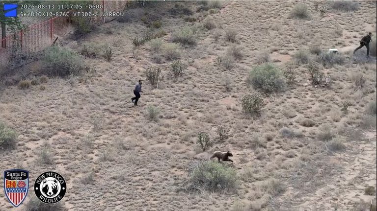 Bear Encounters Rise As Western Drought Drives Wildlife Into Neighborhoods