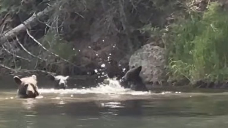 Bear Family Cools Off In Palmer Lake