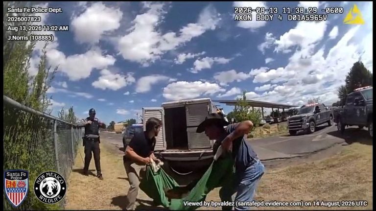 Bear Sightings Surge In Colorado Towns As Drought Drives Wildlife Into Homes