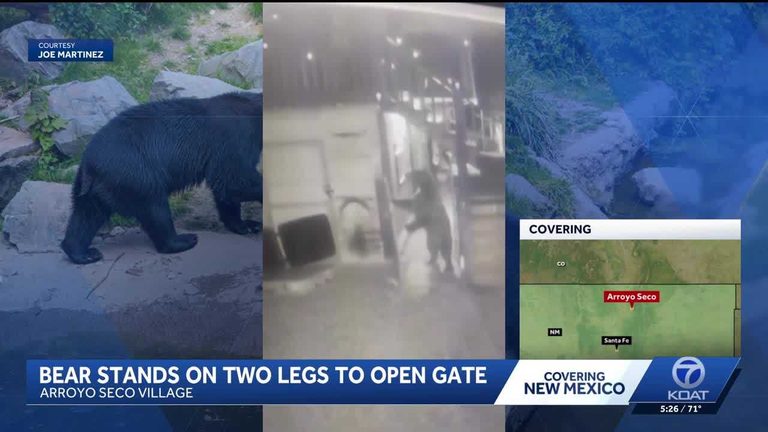 Bear Stands On Two Legs To Open Gate In Arroyo Seco Village