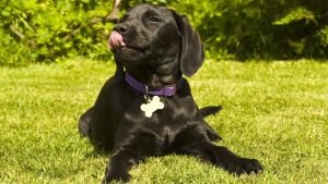 Bella Tops List Of Most Popular Dog Names