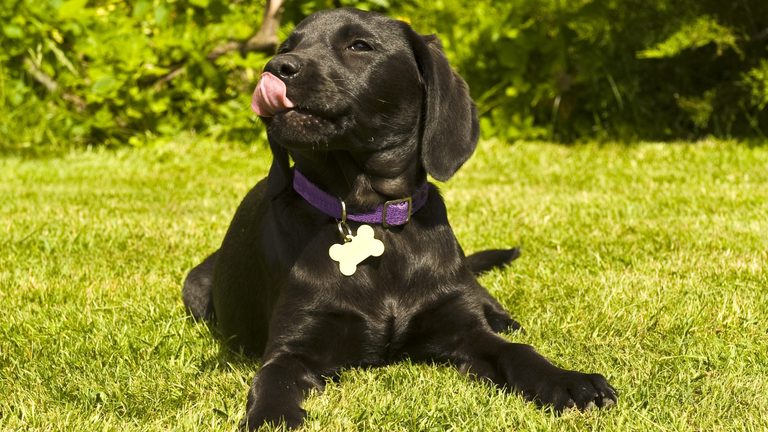 Bella Tops List Of Most Popular Dog Names