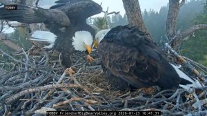 Beloved Bald Eagle Dies