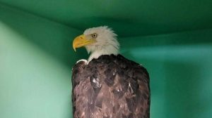 Beloved Bald Eagle S Health Update
